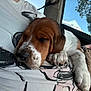 puppy, dog, sleeping, brown_fur, white_fur, person, shirt, car, window, trees, blue_sky, paw, close_up, resting, cute, animal, domestic_animal, relaxation, indoor, human