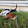 animal, canine, collar, curled_tail, dog, ears, grass, house_wall, leash, nature, outdoor, pet, playful, puppy, resting, side_view, tail, tricolor, yard, young_dog