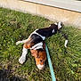 animal, basset_hound, canine, collar, daytime, dog, domestic_animal, fur, grass, greenery, ground, house_wall, leash, nature, outdoor, pet, resting, side_view, summer, tricolor