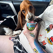 Winnie is registered to the contest to win money with this photo: puppy, dog, basset_hound, car_interior, person, tattoo, hand, cup, licking, clothing, shorts, cartoon_print, seat, window, mirror, stop_sign, petco_sign, sitting, closeup, daylight