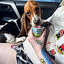 puppy, dog, basset_hound, car_interior, person, tattoo, hand, cup, licking, clothing, shorts, cartoon_print, seat, window, mirror, stop_sign, petco_sign, sitting, closeup, daylight