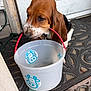 animal, basset_hound, brown_and_white, bucket, close_up, cow_sticker, curious, dog, door, doormat, floor_mat, home_entrance, long_ears, mouth_holding, outdoor, pet, plastic_bucket, puppy, red_handle, sitting