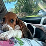 Winnie joined the competition — help win amazing prizes! puppy, dog, car_interior, tattoo, person, shirt, window, side_mirror, sunlight, nature, trees, relaxing, snuggling, close_up, pet, cute, ears, paw, resting, comfort