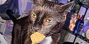 Wilson joined the competition — help win amazing prizes! cat, black_cat, white_chest, lollipop, hand, blanket, bedroom, shelf, bottle, colorful_blanket, indoors, curious, pet, feline, close_up, night_time, soft_lighting, patterned_blanket, domestic, furniture
