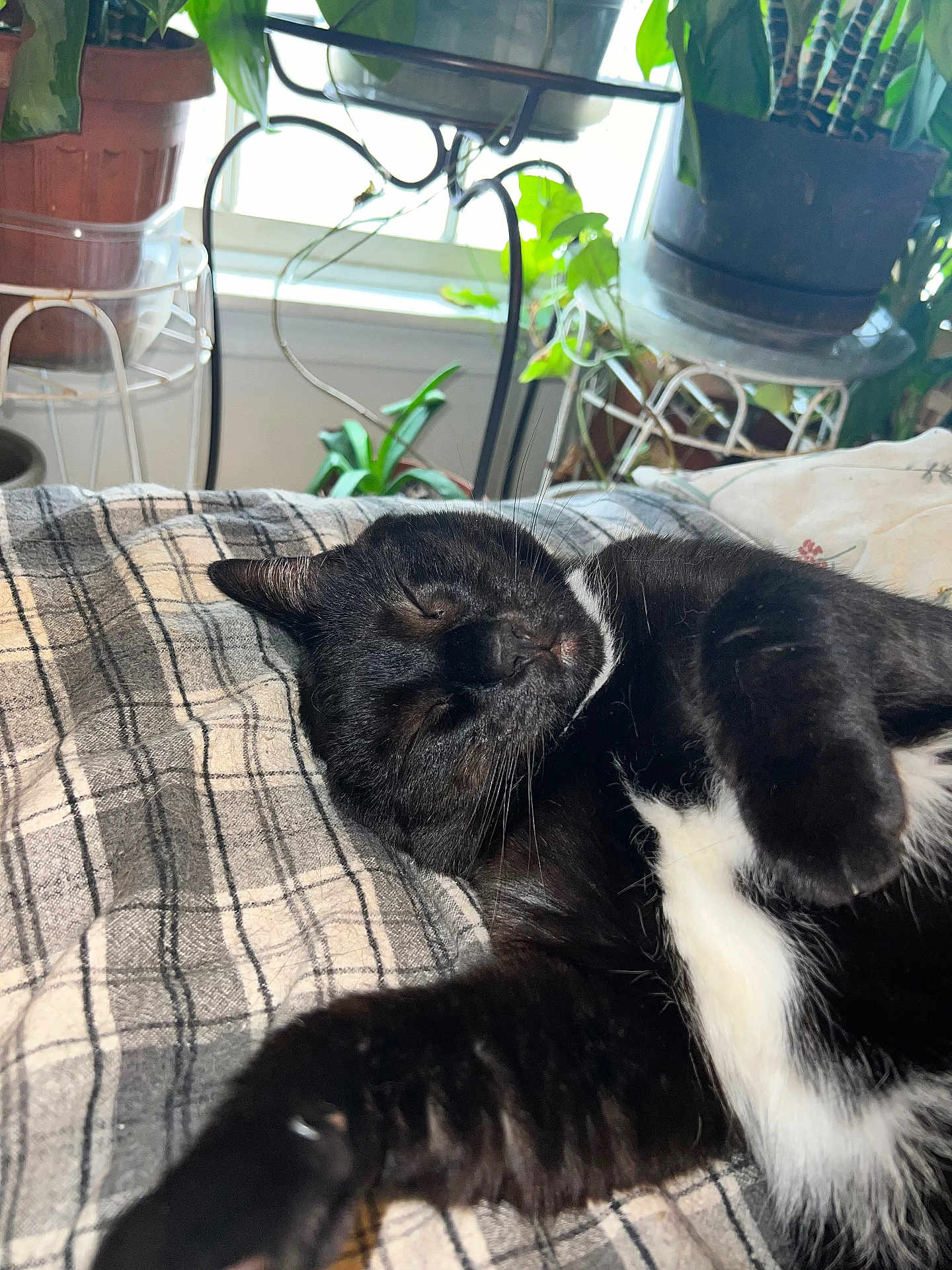 Wilson joined the competition — help win amazing prizes! cat, black_and_white, sleeping, indoor, plaid_blanket, stretching, potted_plants, window, sunlight, cozy, relaxed, pet, feline, fur, whiskers, home, comfort, resting, animal, nature_indoor