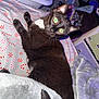 Wilson joined the competition — help win amazing prizes! cat, black_cat, white_patch, green_eyes, bed, blanket, candy_cane_pattern, furniture, indoor, pet, whiskers, tail, curious, relaxed, domestic_animal, cozy, cluttered_room, fabric, sleeping_area, animal