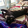 Wilson joined the competition — help win amazing prizes! cat, black_cat, ginger_cat, pet, animal, indoor, blanket, quilt, window, sunlight, relaxing, sleeping, stretching, fur, cozy, colorful, home, domestic, cute, resting