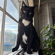 Wilson joined the competition — help win amazing prizes! cat, black_cat, green_eyes, windowsill, window, plant, indoor, pet, animal, feline, white_patch, curious, sitting, houseplant, natural_light, wooden_surface, background, daylight, domestic, closeup