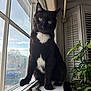animal, background, black_cat, cat, closeup, curious, daylight, domestic, feline, green_eyes, houseplant, indoor, natural_light, pet, plant, sitting, white_patch, window, windowsill, wooden_surface