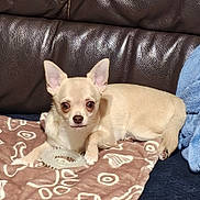 Andy a rejoint le concours — aidez-le/la à gagner de superbes lots ! alert, animal, blanket, blue_blanket, chew_toy, chihuahua, companion, cozy, cute, dog, domestic, ears_up, indoor, leather_couch, patterned_blanket, paw, pet, resting, small_dog, tan_dog