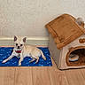 animal, blue_mat, chihuahua, companion, cozy, cute, dog, dog_house, domestic, flooring, furniture, indoor, light_wall, lying_down, pet, plush, relaxed, resting, small_dog, wooden_floor
