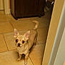 dog, chihuahua, small_dog, tan, pet, indoor, tile_floor, curious, looking_up, ears_up, animal, canine, companion, flooring, cabinet, home, domestic, standing, cute, young_dog