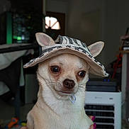 Andy a rejoint le concours — aidez-le/la à gagner de superbes lots ! accessory, animal, black_and_white, brown_eyes, chihuahua, cute, dog, domestic_animal, fashion, hand, hat, holding, indoor, nails, pet, portrait, short_fur, small_dog, wearing_hat, white_fur