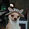 accessory, animal, black_and_white, brown_eyes, chihuahua, cute, dog, domestic_animal, fashion, hand, hat, holding, indoor, nails, pet, portrait, short_fur, small_dog, wearing_hat, white_fur