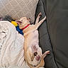 blanket, chihuahua, comfort, couch, cozy, cute, dog, fur, furniture, home, indoor, paw, pet, pillow, red_collar, relaxing, resting, sleeping, small_dog, snuggle
