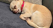 Andy participe au concours pour gagner de l'argent avec cette photo : animal, blanket, chihuahua, collar, couch, cozy, cute, dog, fur, indoor, leather_couch, nap, pet, pillow, red_collar, resting, sleeping, small_dog, striped_pillow, tan