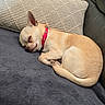 animal, blanket, chihuahua, collar, couch, cozy, cute, dog, fur, indoor, leather_couch, nap, pet, pillow, red_collar, resting, sleeping, small_dog, striped_pillow, tan