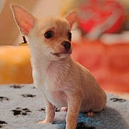 Andy participe au concours pour gagner de l'argent avec cette photo : chihuahua, puppy, dog, pet, small_dog, cute, furry, indoor, blanket, paw_prints, soft_texture, animal, young, alert, fur, ears, nose, eyes, sitting, cozy