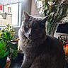 cat, close_up, cozy, domestic_animal, feline, flower_bouquet, fur, gray_cat, green_leaves, houseplant, indoor, natural_light, peaceful, pet, plant, red_flowers, sitting, table, white_flowers, window