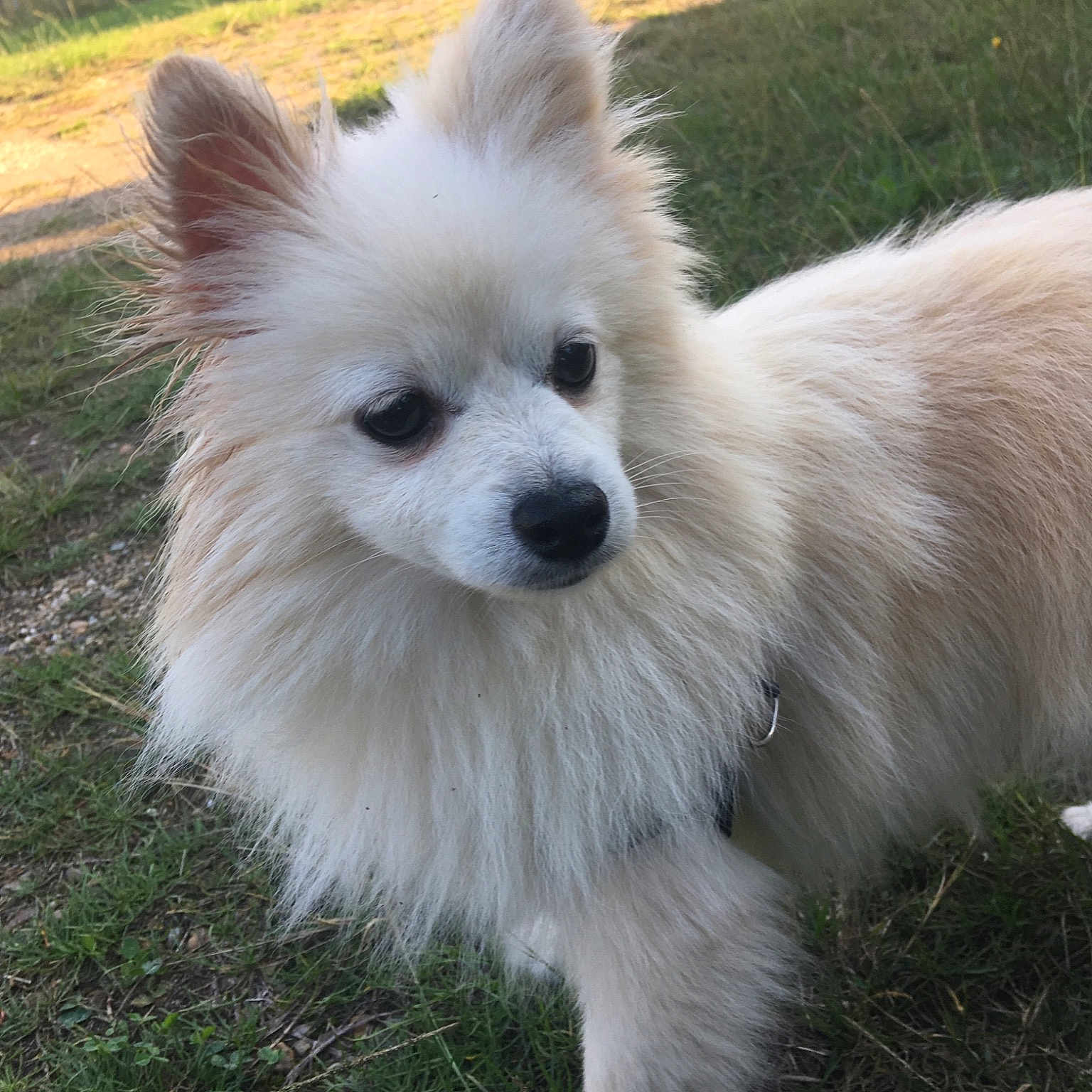 Okko participe au concours pour gagner de l'argent avec cette photo : american_eskimo_dog, canadian_eskimo_dog, carnivoran, companion_dog, dog, dog_breed, dog_breed_group, dog_like_mammal, german_spitz, german_spitz_klein, german_spitz_mittel, icelandic_sheepdog, japanese_spitz, pomeranian, samoyed, snout, volpino_italiano
