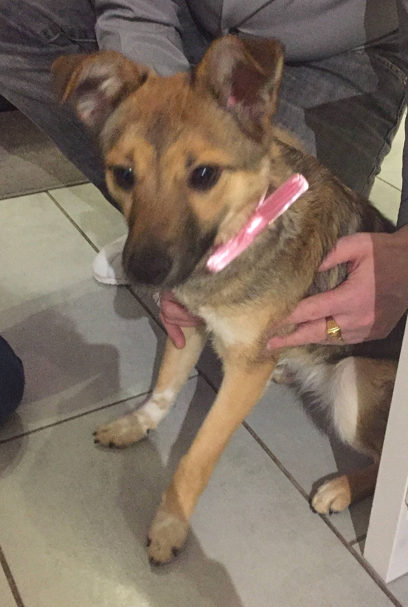 Orla a rejoint le concours — aidez-le/la à gagner de superbes lots ! aspin, belgian_shepherd_malinois, canidae, carnivore, dog, dog_breed, fawn, german_shepherd_dog, mammal, potcake_dog, snout, street_dog, vertebrate