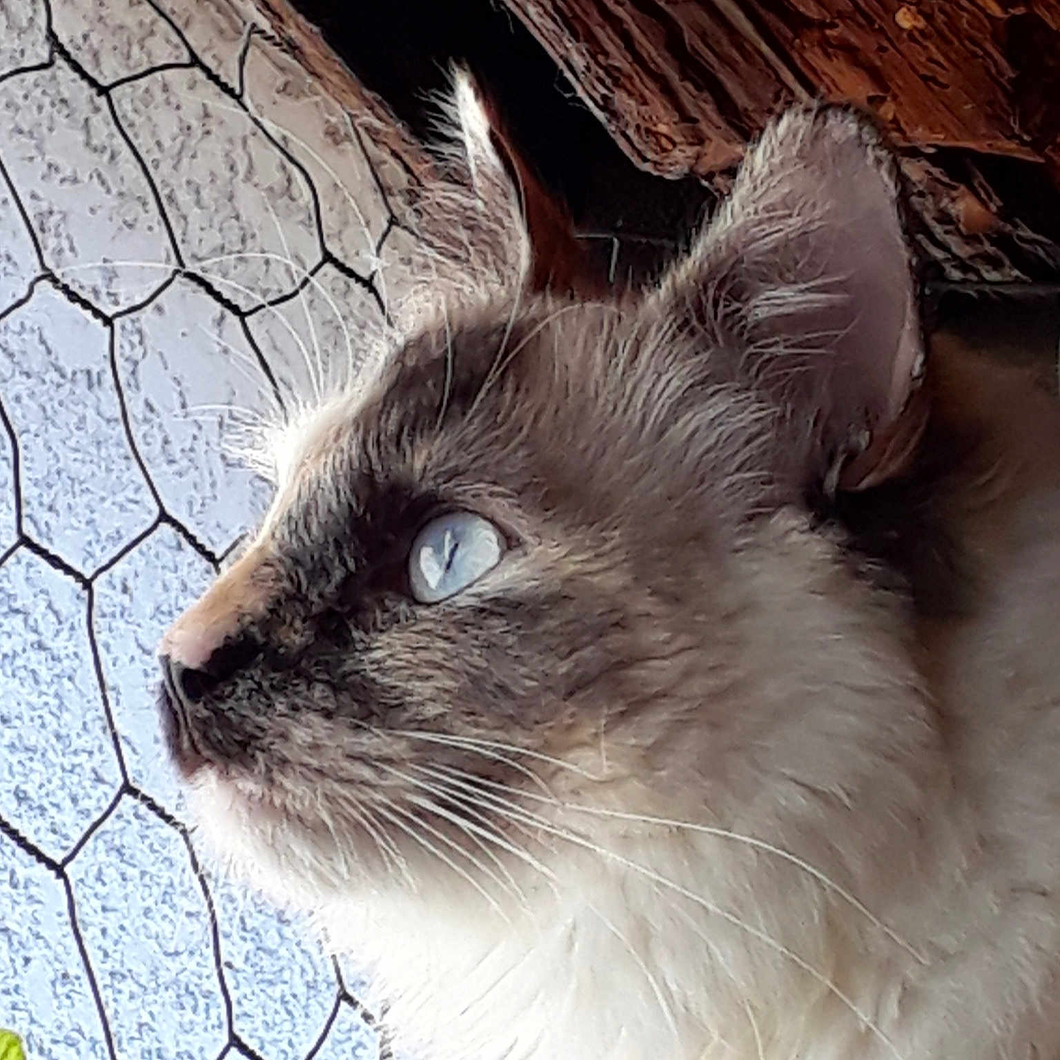 Ostara