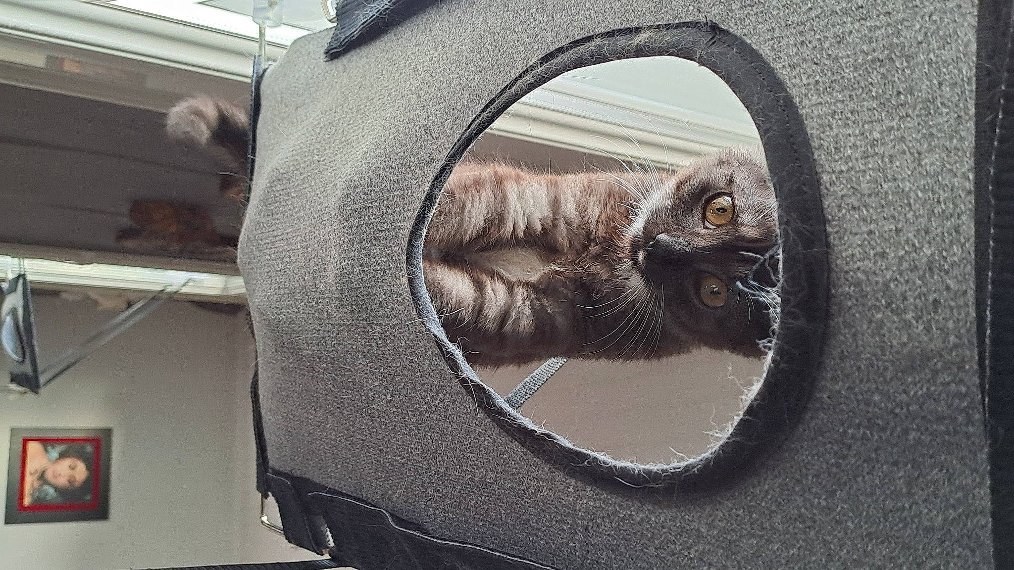 Urka a rejoint le concours — aidez-le/la à gagner de superbes lots ! auto_part, automotive_design, automotive_lighting, automotive_tire, automotive_wheel_system, bag, carnivore, cat, comfort, felidae, fender, grey, headgear, luggage_and_bags, motor_vehicle, rim, small_to_medium_sized_cats, tire, vehicle, wheel