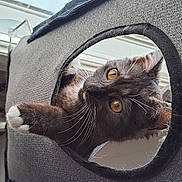 Urka participe au concours pour gagner de l'argent avec cette photo : auto_part, automotive_tire, bag, baggage, basket, carnivore, cat, cat_bed, cat_supply, comfort, domestic_short_haired_cat, fashion_accessory, felidae, fur, grey, luggage_and_bags, small_to_medium_sized_cats, snout, tail, whiskers