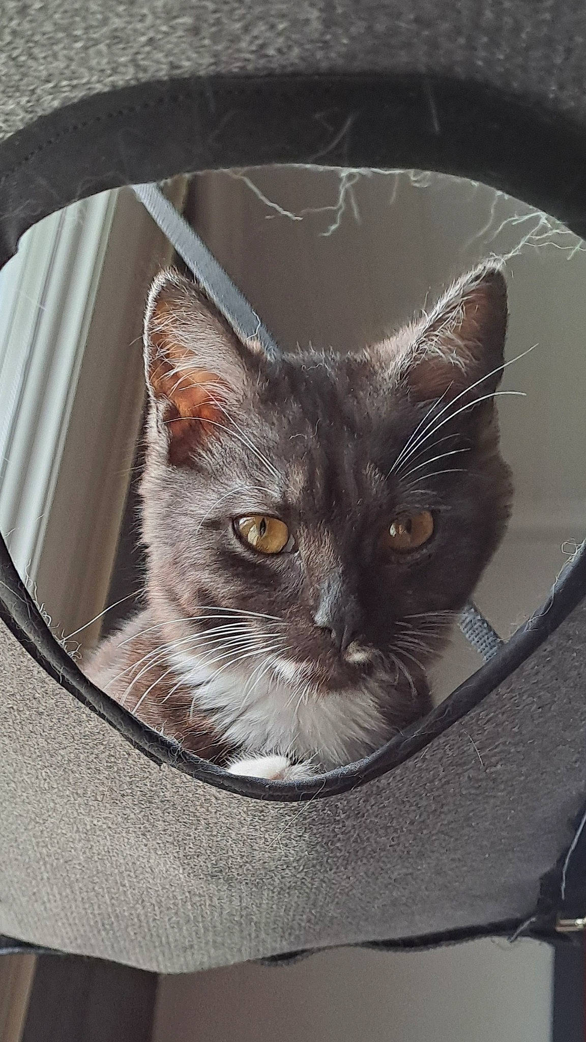 Urka participe au concours pour gagner de l'argent avec cette photo : automotive_lighting, basket, black_cat, box, carnivore, cat, cat_bed, cat_furniture, cat_supply, circle, comfort, domestic_short_haired_cat, felidae, fur, grey, pet_supply, small_to_medium_sized_cats, snout, whiskers, window