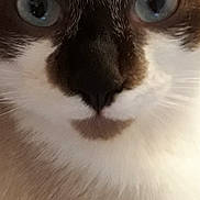 Olympe a rejoint le concours — aidez-le/la à gagner de superbes lots ! carnivore, cat, close_up, domestic_long_haired_cat, ear, eye, fawn, felidae, fur, iris, kitten, mammal, munchkin, nose, organ, ragdoll, small_to_medium_sized_cats, snout, snowshoe, whiskers