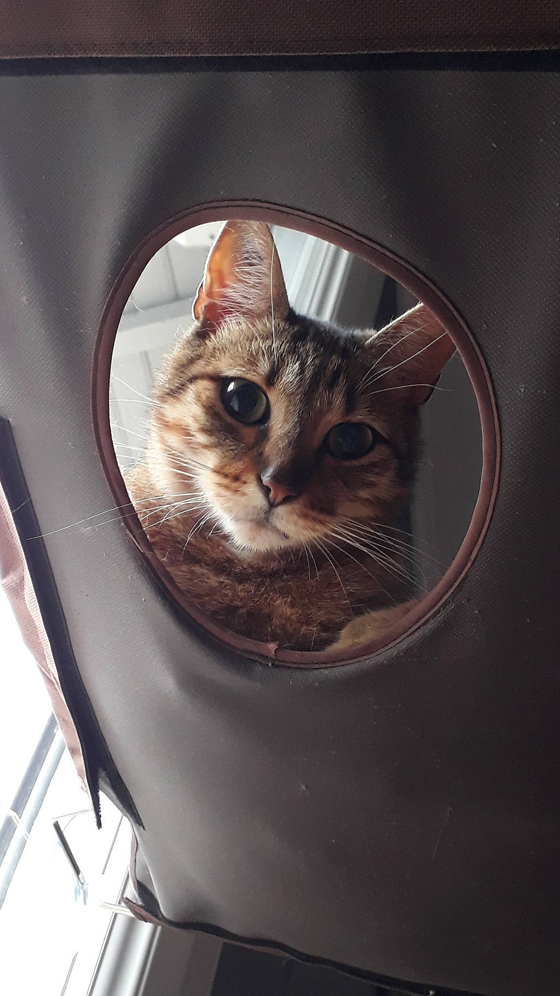 Reiki participe au concours pour gagner de l'argent avec cette photo : automotive_lighting, automotive_tire, carnivore, cat, circle, darkness, domestic_short_haired_cat, felidae, fur, iris, small_to_medium_sized_cats, snout, terrestrial_animal, whiskers, wildlife, window, wood