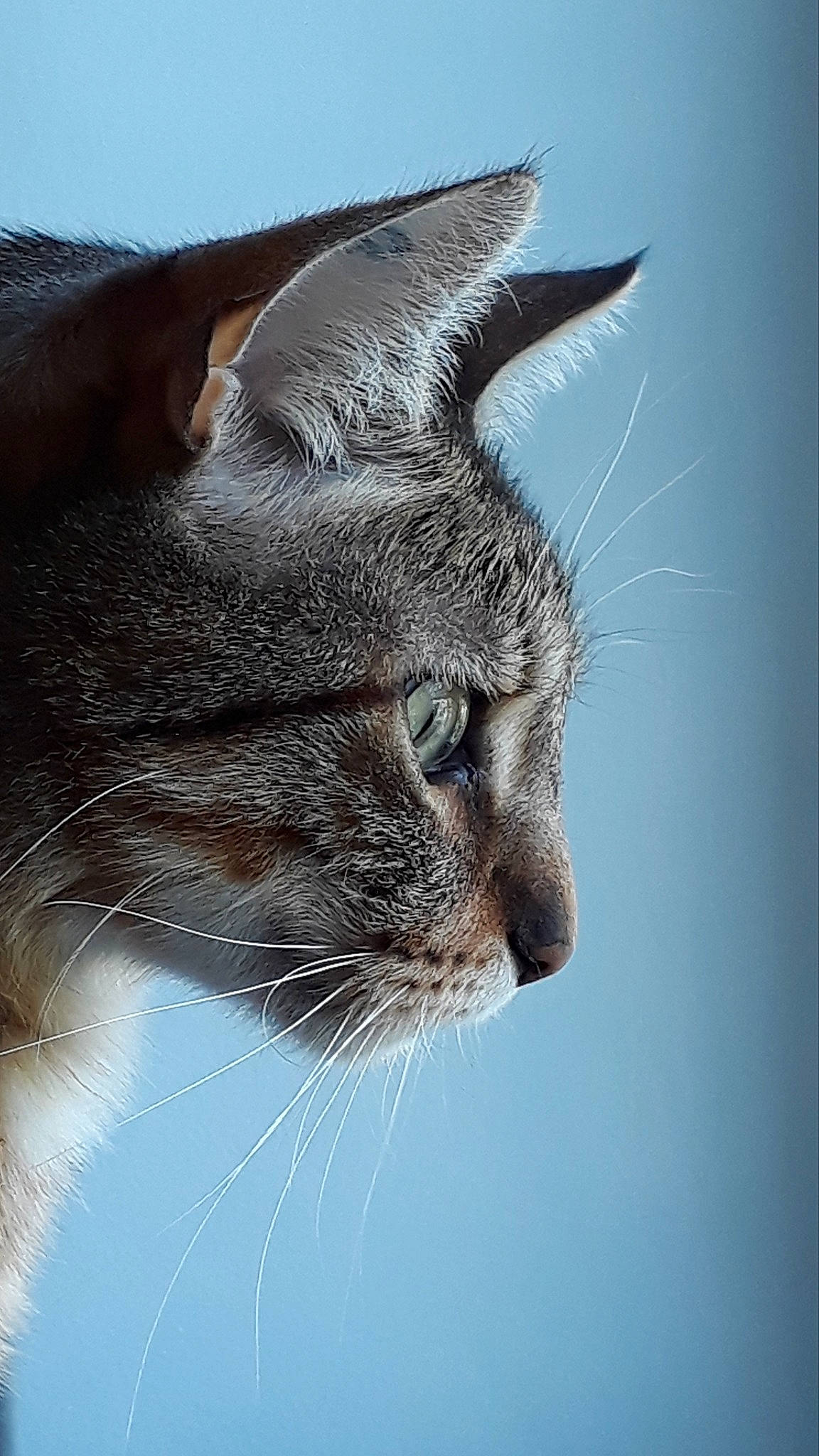Reiki participe au concours pour gagner de l'argent avec cette photo : carnivore, cat, domestic_short_haired_cat, electric_blue, eye, felidae, fur, iris, sky, small_to_medium_sized_cats, snout, tail, terrestrial_animal, water, whiskers, wildlife, window