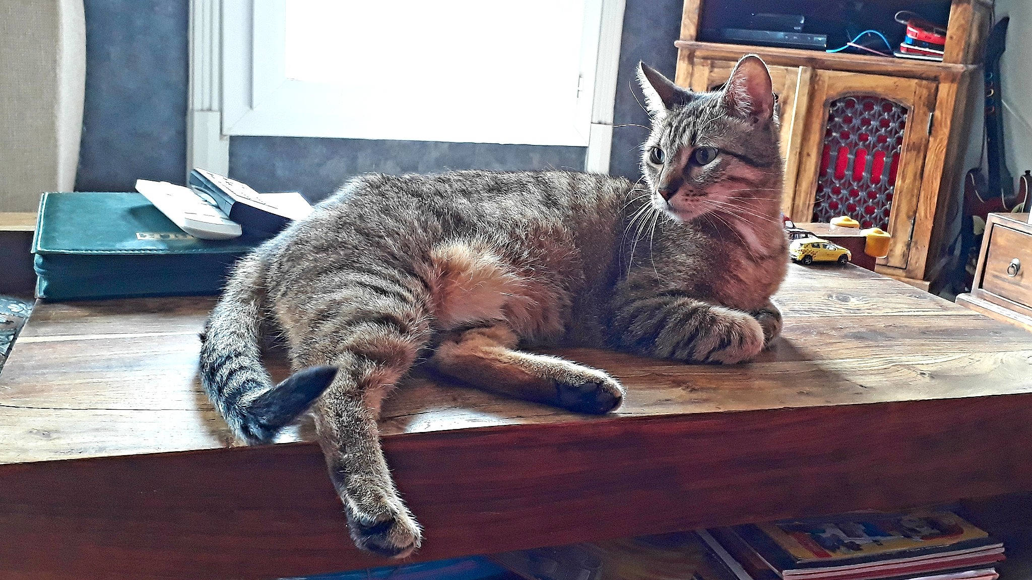 Reiki participe au concours pour gagner de l'argent avec cette photo : carnivore, cat, comfort, domestic_short_haired_cat, felidae, flooring, fur, grey, hardwood, metal, paw, small_to_medium_sized_cats, snout, table, tail, terrestrial_animal, vertebrate, whiskers, window, wood