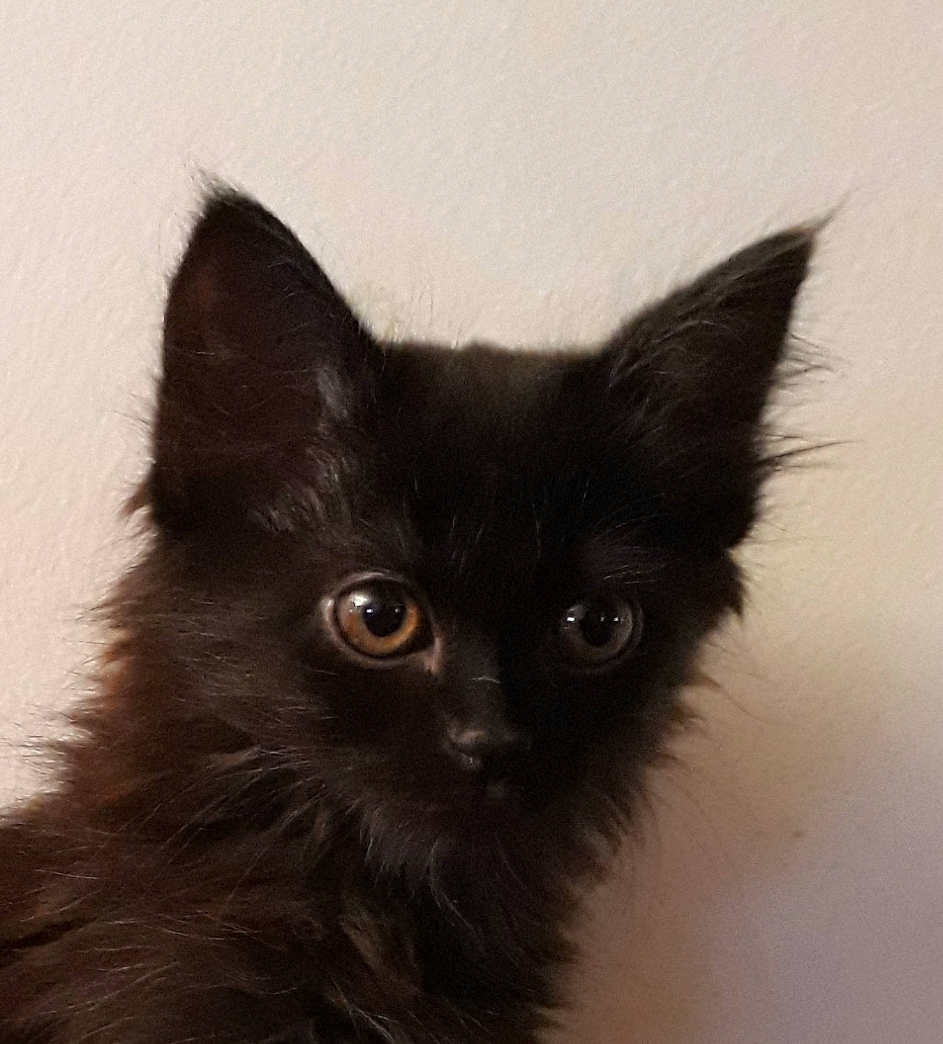 Plume participe au concours pour gagner de l'argent avec cette photo : asian_semi_longhair, black_cat, bombay, carnivore, cat, domestic_long_haired_cat, ear, felidae, iris, kitten, maine_coon, mammal, nebelung, norwegian_forest_cat, ragamuffin, small_to_medium_sized_cats, snout, turkish_angora, vertebrate, whiskers