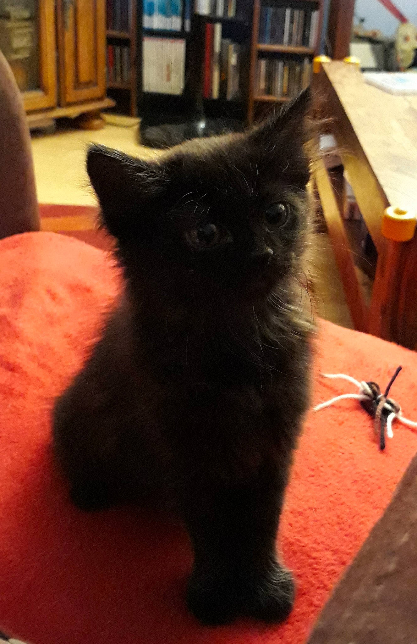 Plume participe au concours pour gagner de l'argent avec cette photo : asian, black, black_cat, carnivore, cat, domestic_long_haired_cat, domestic_short_haired_cat, fawn, felidae, fur, kitten, mammal, nebelung, persian, small_to_medium_sized_cats, tail, vertebrate, whiskers