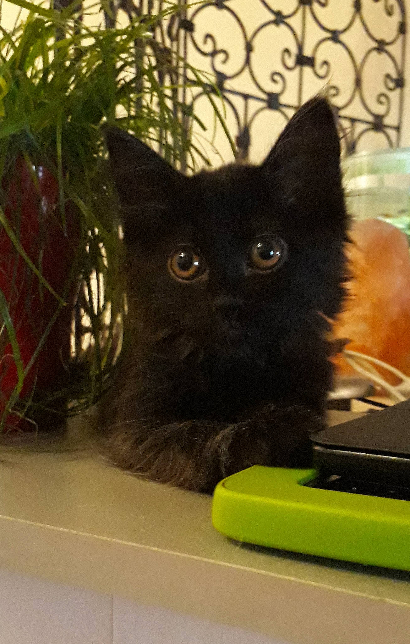 Plume a rejoint le concours — aidez-le/la à gagner de superbes lots ! asian, black, black_cat, bombay, carnivore, cat, domestic_long_haired_cat, domestic_short_haired_cat, fawn, felidae, kitten, mammal, polydactyl_cat, small_to_medium_sized_cats, vertebrate, whiskers