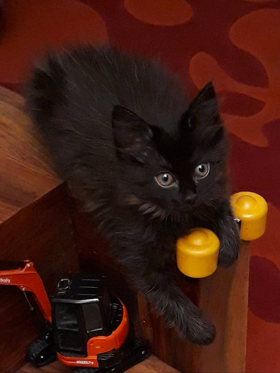 Plume a rejoint le concours — aidez-le/la à gagner de superbes lots ! asian, black, black_cat, bombay, carnivore, cat, claw, domestic_long_haired_cat, domestic_short_haired_cat, felidae, kitten, mammal, nebelung, small_to_medium_sized_cats, tail, whiskers