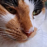 Sachi a rejoint le concours — aidez-le/la à gagner de superbes lots ! animal, calico, cat, close_up, closeup, cute, domestic_animal, expression, eyes, face, feline, fur, mammal, nose, pet, portrait, soft, texture, whisker, whiskers
