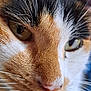 animal, calico, cat, close_up, closeup, cute, domestic_cat, eyes, face, feline, fur, indoor, mammal, nose, pet, portrait, soft_focus, texture, whisker, whiskers