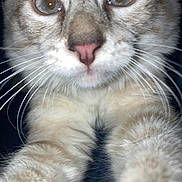 Violet joined the competition — help win amazing prizes! cat, close_up, whiskers, paws, fur, curious, animal, pet, mammal, face, eyes, nose, indoor, portrait, feline, cute, soft, tabby, light, focus