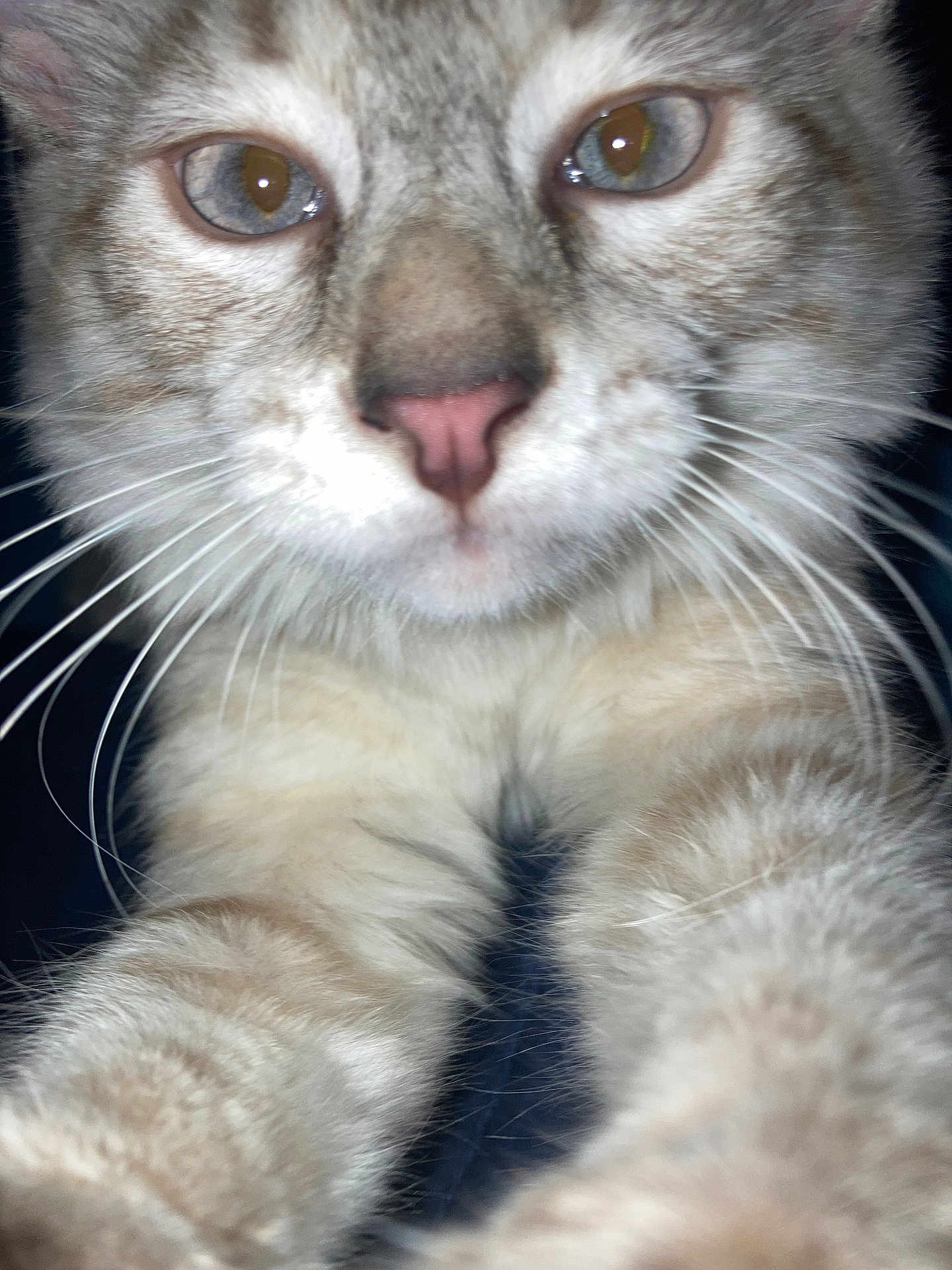 Violet joined the competition — help win amazing prizes! cat, close_up, whiskers, paws, fur, curious, animal, pet, mammal, face, eyes, nose, indoor, portrait, feline, cute, soft, tabby, light, focus