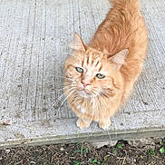 Foxy is registered to the contest to win money with this photo: animal, cat, close_up, concrete, curious, dirt, domestic, feline, fur, grass, green_eyes, looking_up, mammal, nature, orange_tabby, outdoor, pet, portrait, tail, whiskers