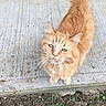 animal, cat, close_up, concrete, curious, dirt, domestic, feline, fur, grass, green_eyes, looking_up, mammal, nature, orange_tabby, outdoor, pet, portrait, tail, whiskers
