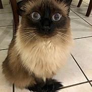Azura joined the competition — help win amazing prizes! cat, blue_eyes, fluffy, sitting, indoor, tile_floor, whiskers, curious, pet, animal, domestic_cat, feline, brown_fur, black_tail, close_up, looking_at_camera, wooden_chair, floor_tiles, cute, portrait