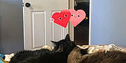 Azura is registered to the contest to win money with this photo: cat, cats, blanket, bed, door, interior, room, wall, ceiling_fan, furniture, snuggling, resting, cute, pet, animal, cozy, love, heart_emoji, indoor, comfort