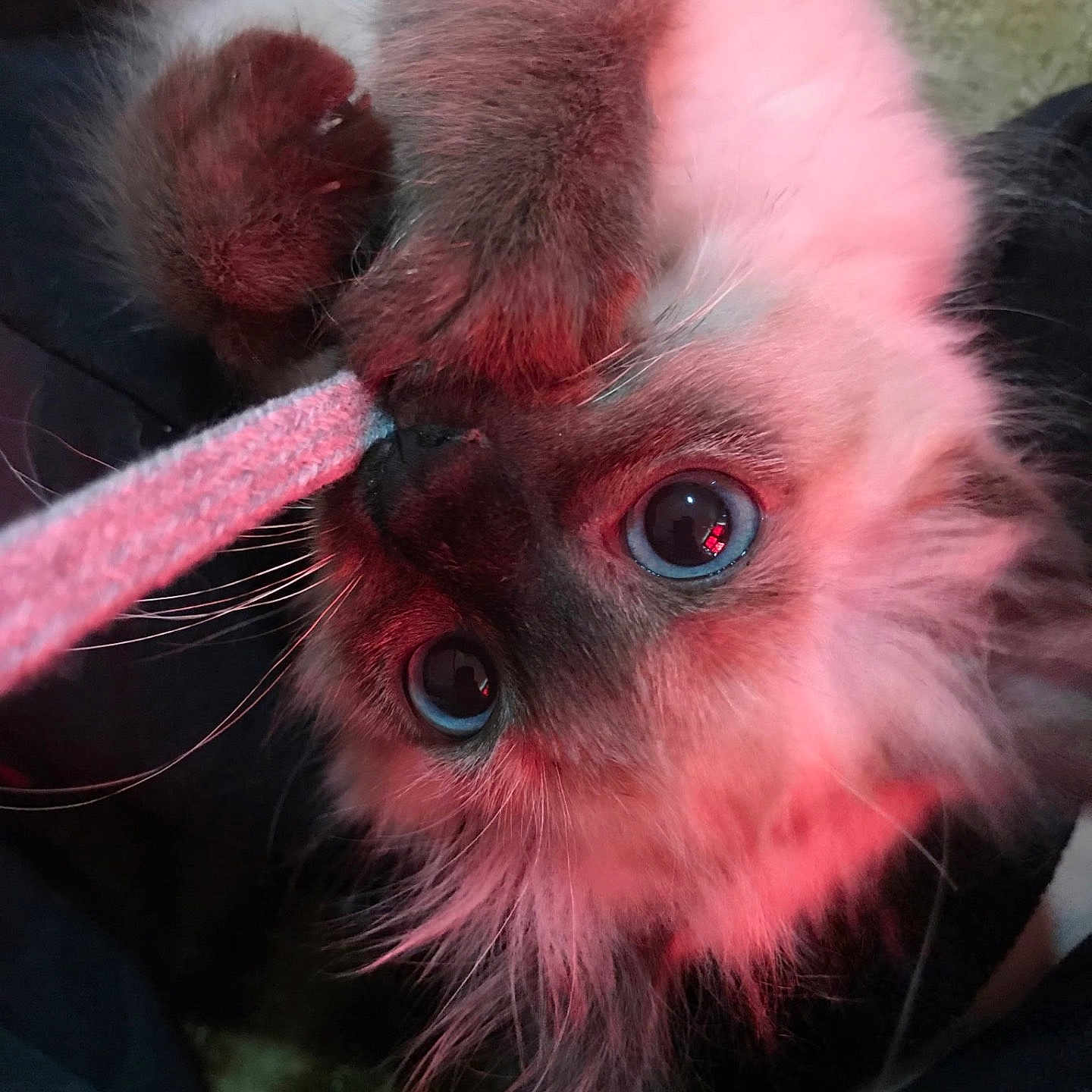 Azura is registered to the contest to win money with this photo: animal, blue_eyes, cat, close_up, curious, cute, fluffy, fur, furry, indoor, kitten, light, nose, paw, pet, playful, red_tint, string, whiskers, young