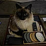 Azura is registered to the contest to win money with this photo: cat, fluffy, tray, remote_control, coasters, living_room, sofa, blanket, curious, pet, indoor, feline, brown, black, white, fur, eyes, household_items, wooden_tray, cozy