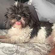 Pixie is registered to the contest to win money with this photo: dog, pet, tongue_out, fluffy, black_and_white, bed, pillow, resting, cute, fur, indoor, animal, canine, laying_down, comfort, sleepy, adorable, small_dog, friendly, relaxed