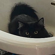 Hazel joined the competition — help win amazing prizes! cat, black_cat, sink, pet, animal, indoor, curious, fur, whiskers, eyes, bathtub_area, home, domestic_animal, cute, feline, mystery, shadow, peeking, quiet, hidden