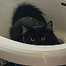 cat, black_cat, sink, pet, animal, indoor, curious, fur, whiskers, eyes, bathtub_area, home, domestic_animal, cute, feline, mystery, shadow, peeking, quiet, hidden
